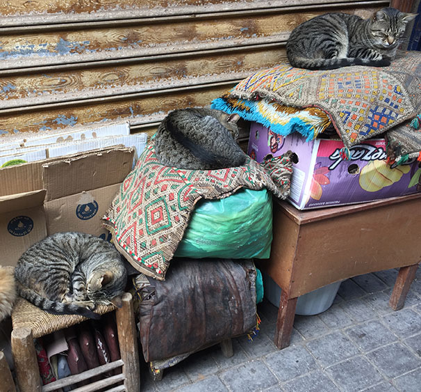 Les chats d'Essaouira